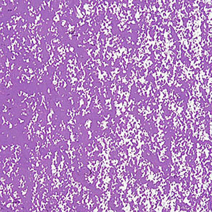 Caran d'Ache Neopastel Mauve 111