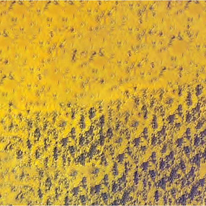 Caran d'Ache Pastel Pencil Golden Cadmium Yellow (imit) 530