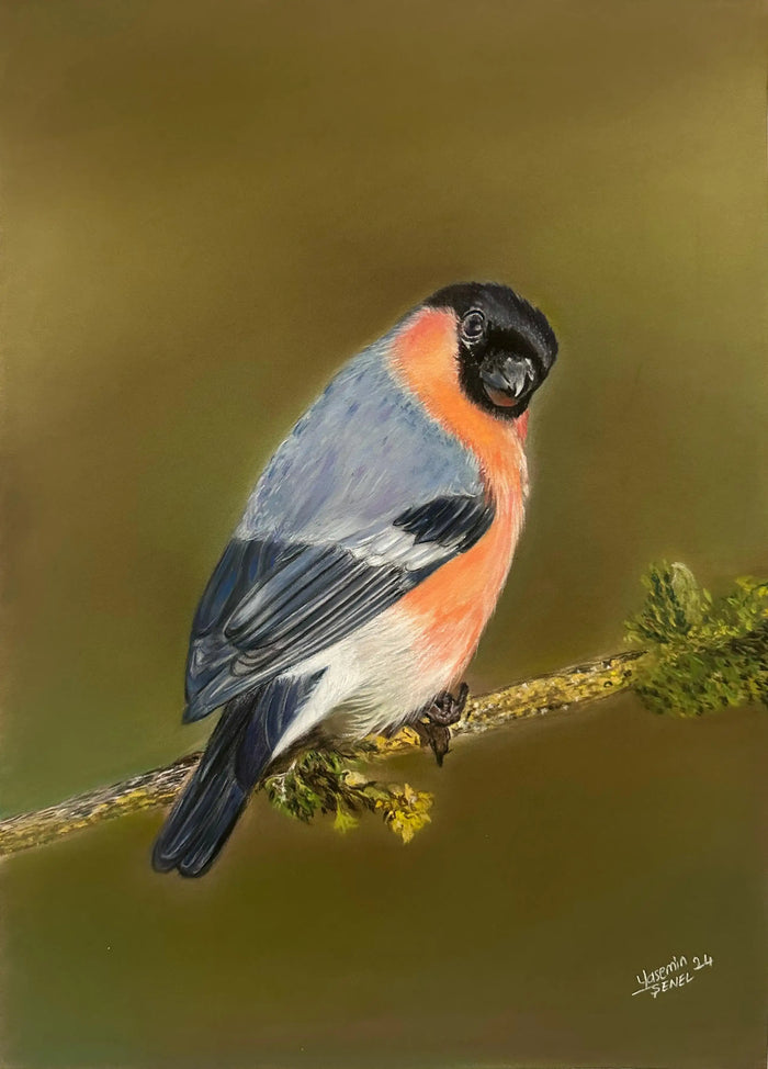 Soft Pastel, Karakalem -  - 