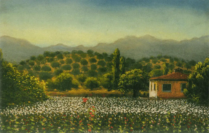 Pamuk Tarlası (Sevda Gülçelik Koleksiyonu) - 2009 - 35x50 cm, Fon Kağıdı Üzerine Pastel Boya